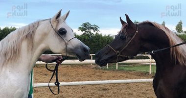 إنشاء أكبر محطة فى العالم لتربية الخيل العربى الأصيل بالعاصمة الإدارية