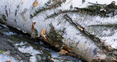 الروس يبتكرون عقارا مضادا للسرطان يصنع من قشرة البتولا