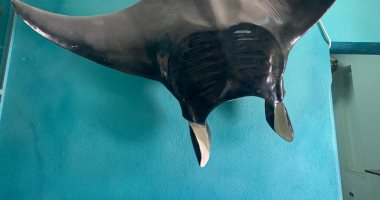 تعرف على قصة أشهر وأضخم سمكة شيطان بمتحف معهد علوم البحار فى الغردقة