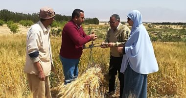 بشائر الخير.. جنوب سيناء تبدأ حصد محصول القمح (صور)