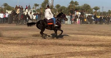 ملوك لعبة الخيول يقدمون عروضا مميزة فى مرماح مولد الشيخ أبو القمصان.. صور