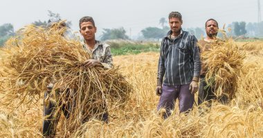 أخبار × 24 ساعة.. التموين: بدء توريد القمح.. ونستهدف استلام 6 ملايين طن