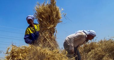 أخبار × 24 ساعة.. توجيهات رئاسية بالدفع الفورى للمزارعين عند توريد القمح