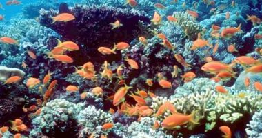 "أهم مقصد سياحى بحرى بالغردقة".. جزيرة الجفتون تستعد لاستقبال الزوار فى العيد