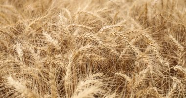 الحجر الزراعى: شحنة القمح الهندي الجديدة مطابقة للمواصفات المطلوبة