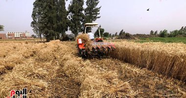 التموين: تخصيص 450 مركز تجميع لاستلام القمح المحلى من المزارعين