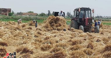 الذهب الأصفر يواصل طريقه إلى شون وصوامع المحافظات.. التفاصيل