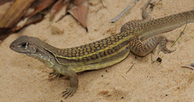 الزراعة تحذر من الحشرات الزاحفة: "تخرج في الحر لتبحث عن المناطق الرطبة"