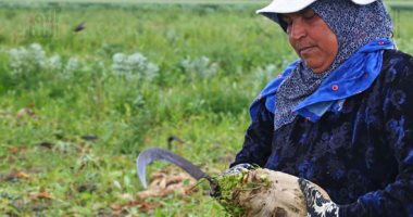 التموين: أصبح لدينا 610 آلاف فدان مزروعة ببنجر السكر