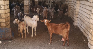 كيف تفرق بين لحوم الأغنام والماعز × 12 خطوة