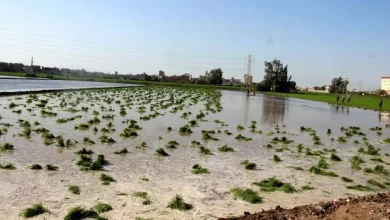 زراعة الأرز في مصر
