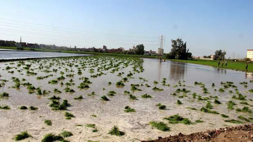 زراعة الأرز في مصر