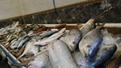 أسماك - صورة أرشيفية