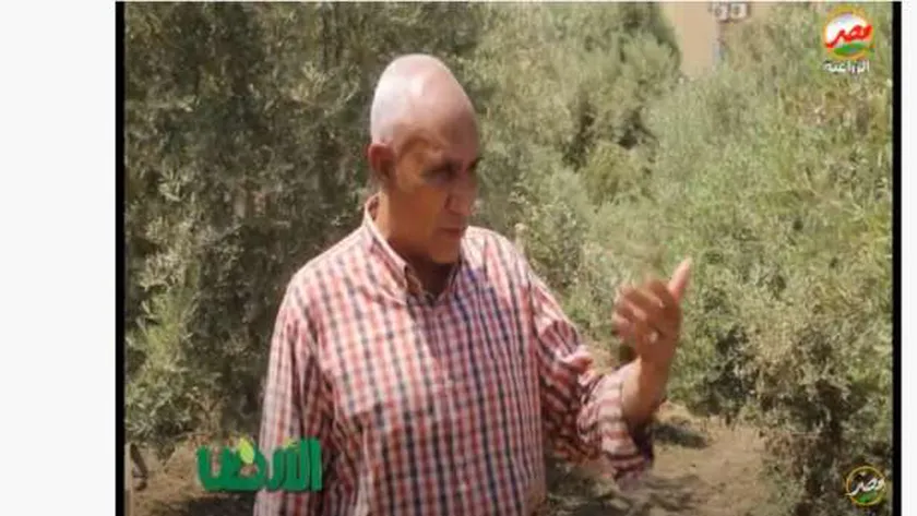 الدكتور ماهر عمران باحث أول بقسم بحوث الزيتون بمركز البحوث الزراعية