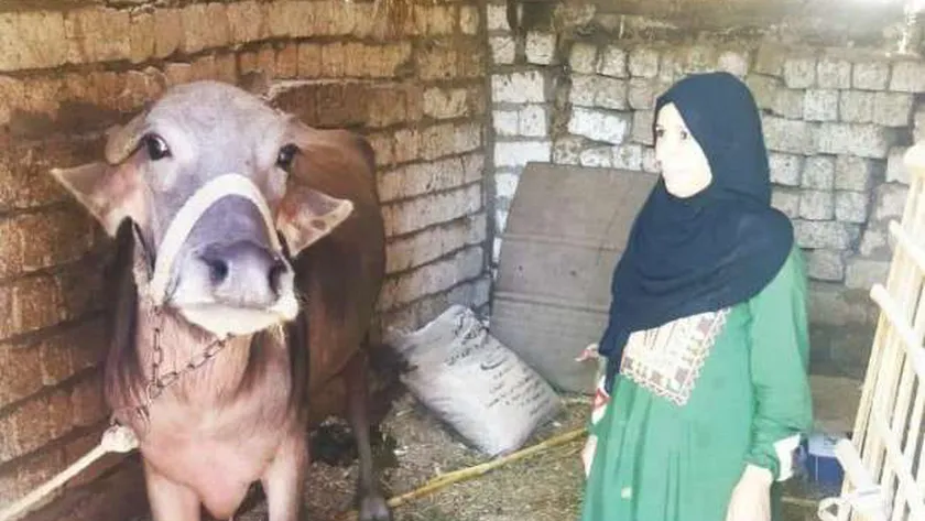 «عبير» بعد تسلمها «الجاموسة» لتربيتها وتحقيق دخل ثابت