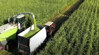 مشروع الدلتا الجديدة