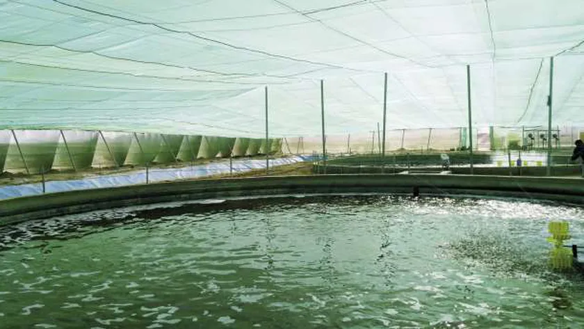 المزارع السمكية تمثل 80% من حجم الإنتاج في مصر