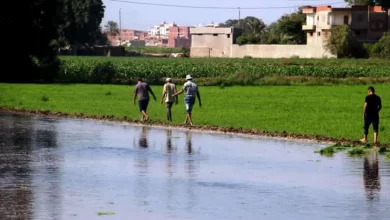 زراعة الأرز