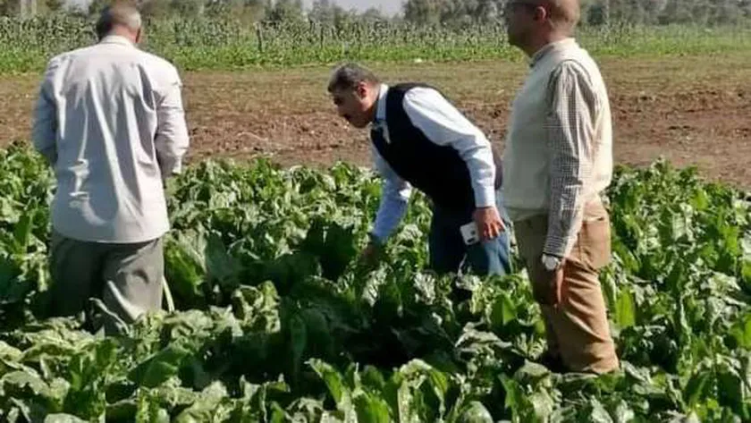 زراعة البنجر ــ صورة أرشيفية