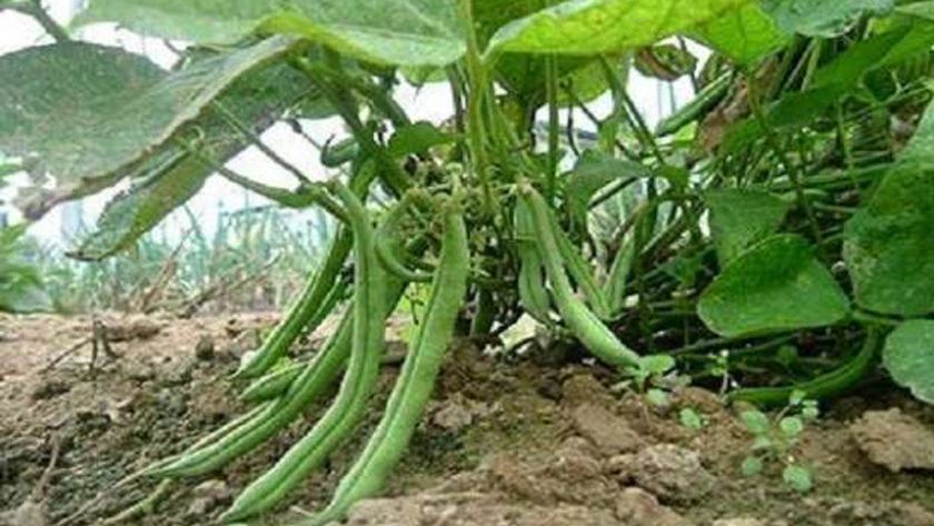 زراعة الفاصوليا