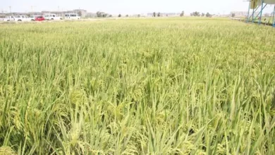 تنمية الريف المصري