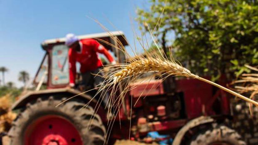 محصول القمح