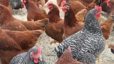 الثروة الداجنة - صورة أرشيفية