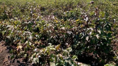 محصول القطن - أرشيفية