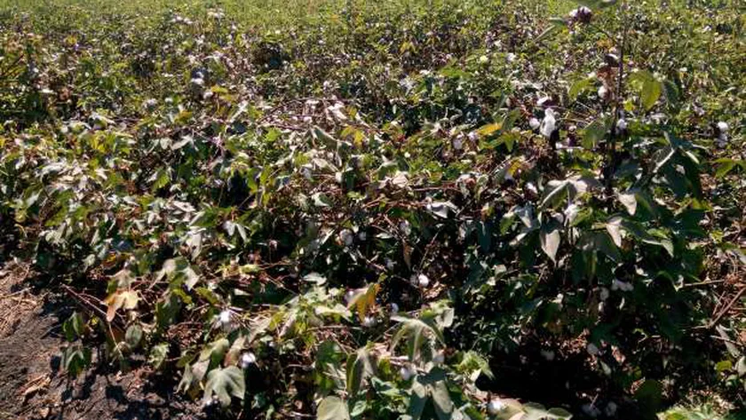 محصول القطن - أرشيفية