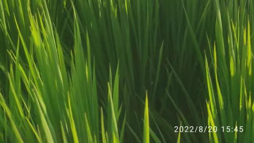 وزير الزراعة خلال زيارته للحقل