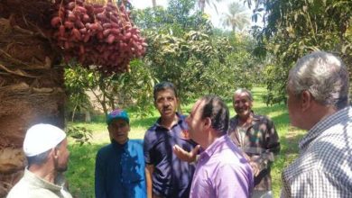 «الزراعة»: نشاط إرشادي مكثف لـ«معمل النخيل» في 5 محافظات خلال أسبوع