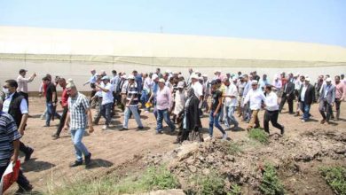 «الزراعة»: التنسيق مع منتجي الدواجن لشراء محصول الذرة بأسعار تنافسية