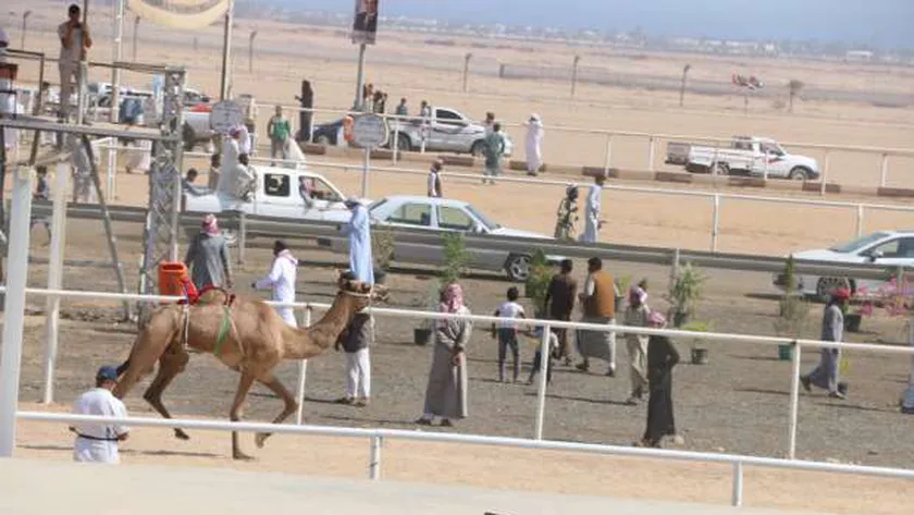 سباق الهجن - صورة أرشيفية
