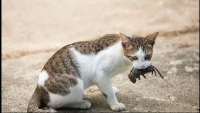 خطر  اقتناء  القطط