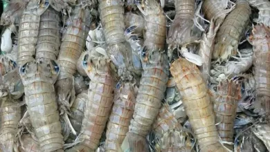 الجمبري الكداب