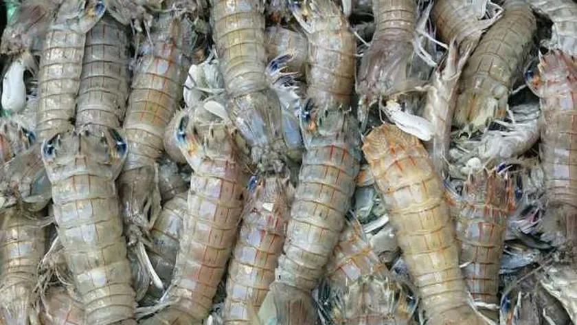 الجمبري الكداب