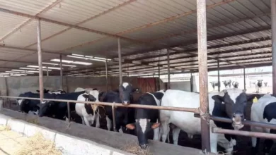 القومي للبتلو