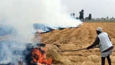 حرق قش الأرز