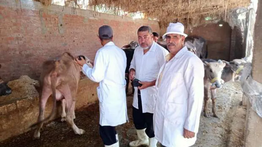 مواجهة الحكومة لانتشار مرض الحمى القلاعية