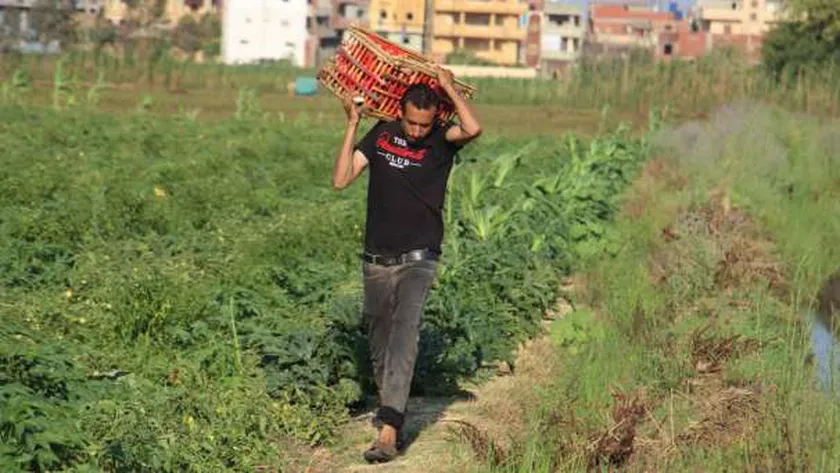 جهود الدولة في دعم الفلاح