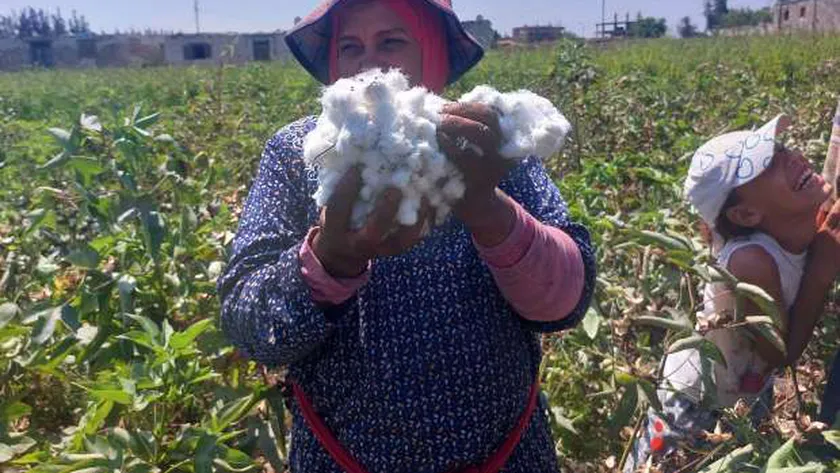 جني محصول القطن - أرشيفية