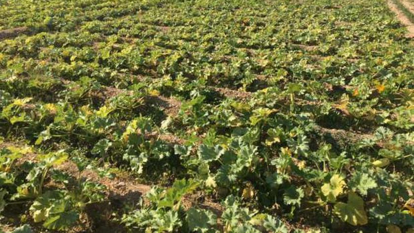 نبات الجوجوبا