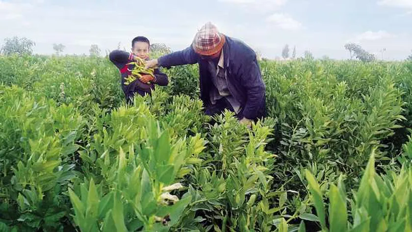 زراعة الفول