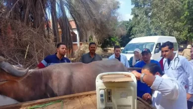 فحص المواشي