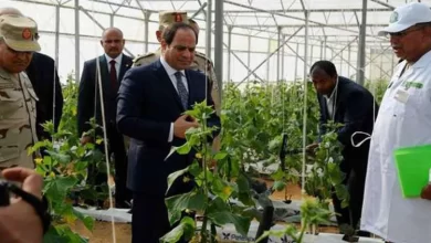 الرئيس عبدالفتاح السيسي