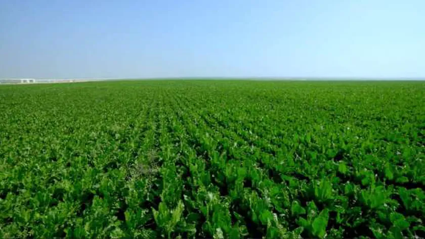 مشروع مستقبل مصر