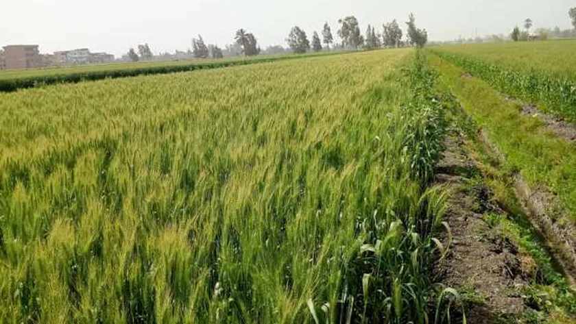 أراضٍ زراعية