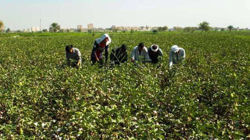 جني محصول القطن