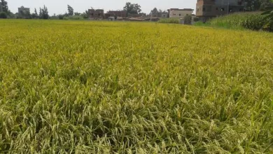 محصول الأرز - صورة أرشيفية