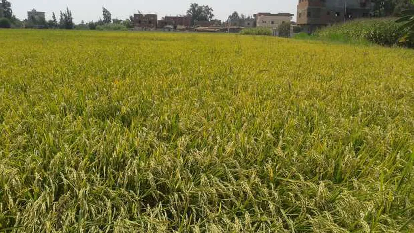 محصول الأرز - صورة أرشيفية